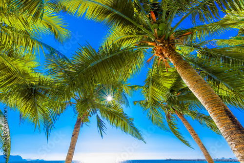 Coconut palm trees against blue sky and beautiful beach in Pattaya Thailand...