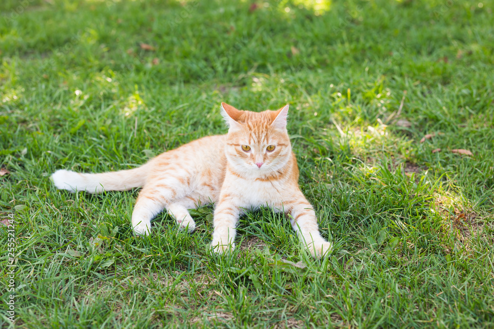 portrait of a cute ginger cat lying in a sunny green meadow on a warm summer evening