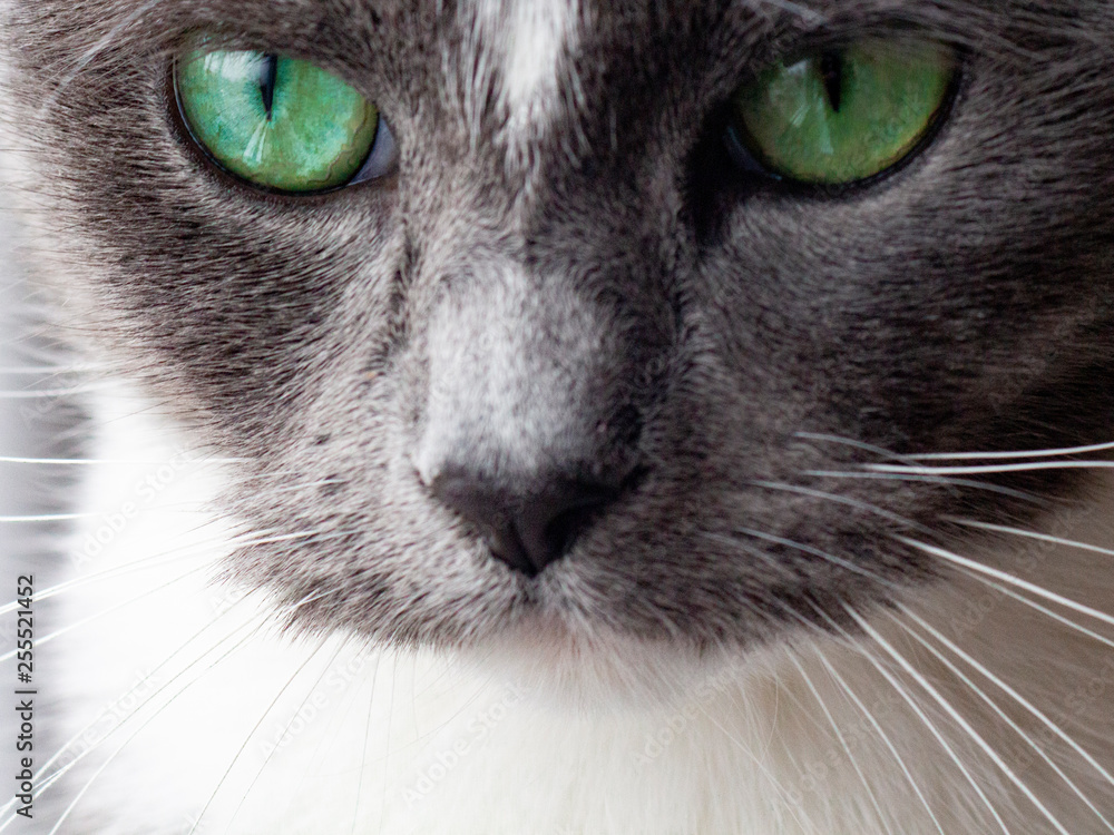 muzzle gray cat close-up.cat1
