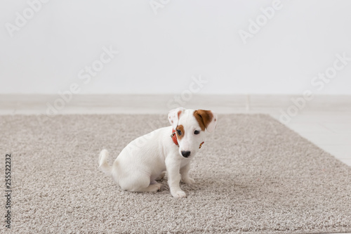 pets, animals and domestic concept - little russell puppy sitting on a carpet in living room © satura_