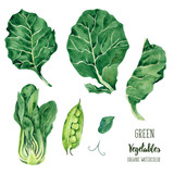 Watercolor illustration with green vegetables
