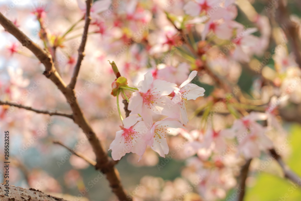 春の訪れを感じる青空の下の桜 春の訪れを感じる青空の下の桜