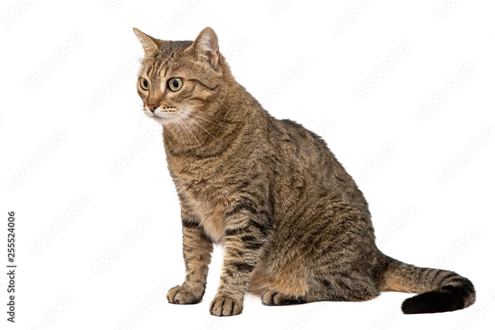 Beautiful cat isolated on a white background