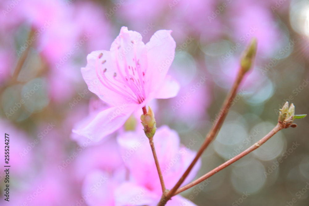 春に歌う陽気な陰陽なピンクの梅の花 春に歌う陽気な陰陽なピンクの梅の花