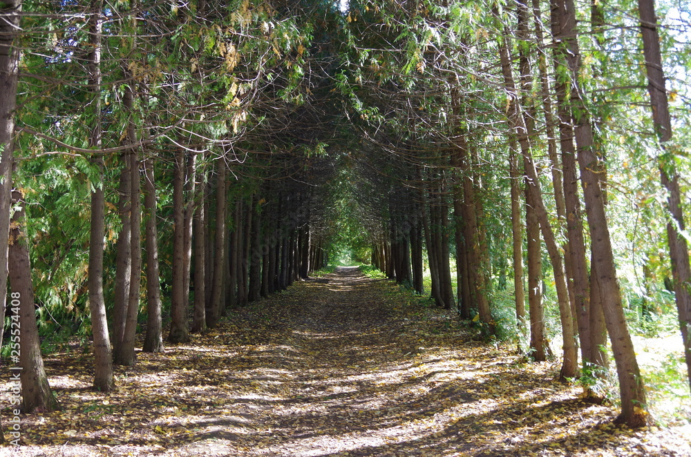magic path in the forest magic path in the forest