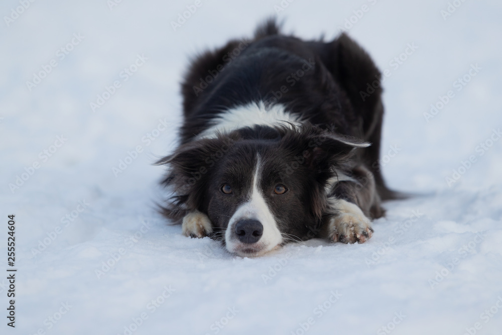 Dog Border Collie on a walk in winter