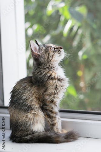 Fluffy kitten looks out the window