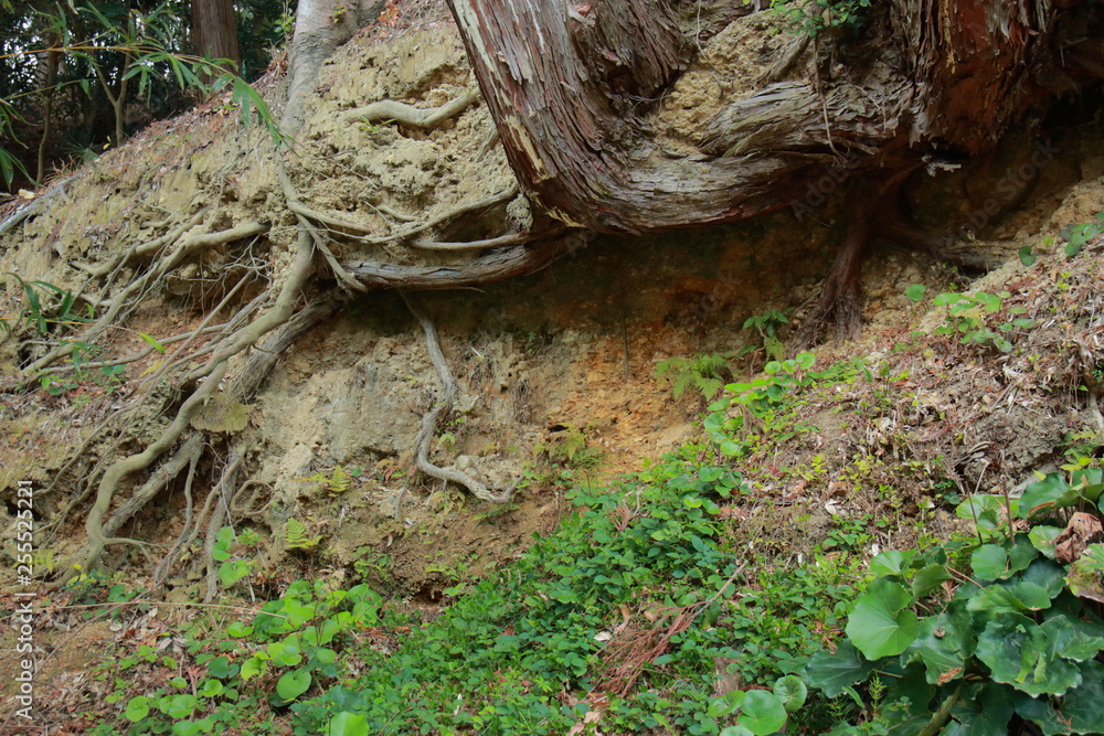 Obraz premium 春の日本農園の美しい風景