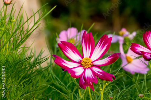 Close up beautiful Blooming flower Thailand in the garden.