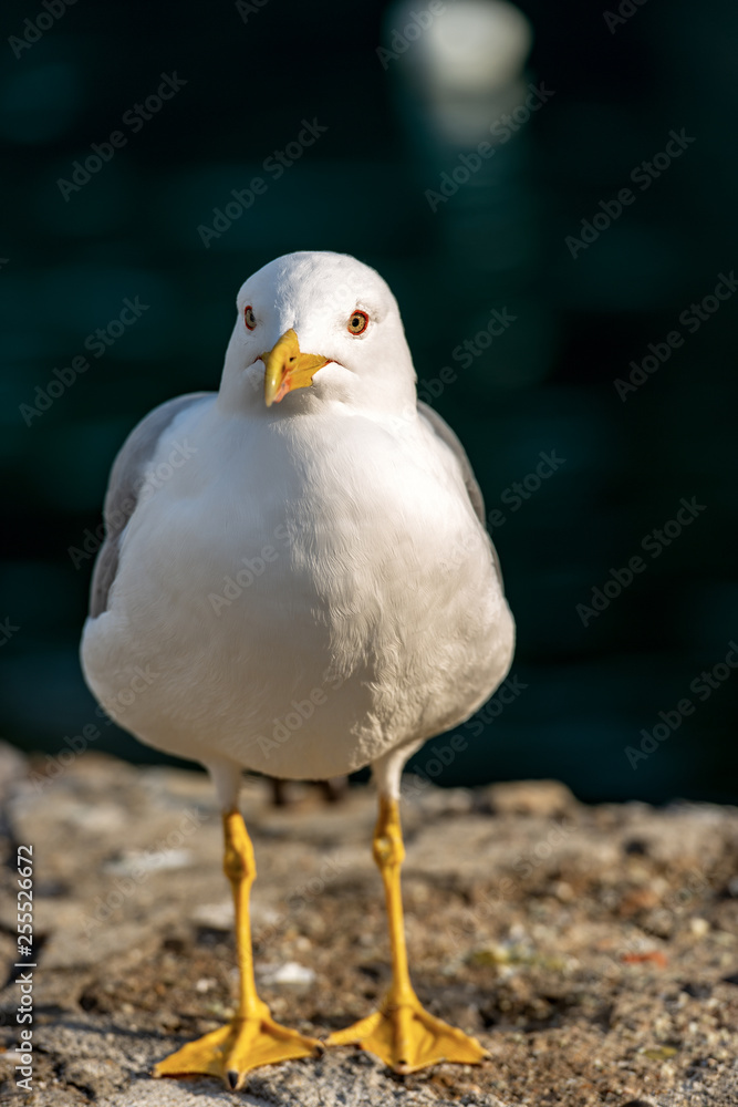 Obraz premium Seagull on a dark background - Front view
