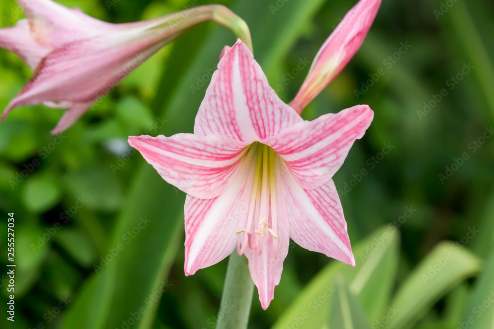 Fototapeta premium Close up beautiful Blooming flower Thailand in the garden.