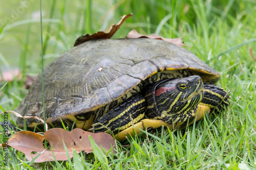 Turtle closeup image.