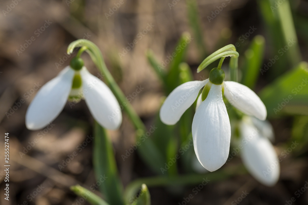 Snowdrop spring flowers in macro shot. The first signs of spring awakening. Snowdrop spring flowers in macro shot. The first signs of spring awakening.