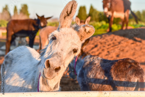 White donkey looking into the camera with curiosity.  A playful donkey is smiling. Animal shelter provides good care. Treatment and care of donkeys in a veterinary clinic. Head funny donkey close up. 