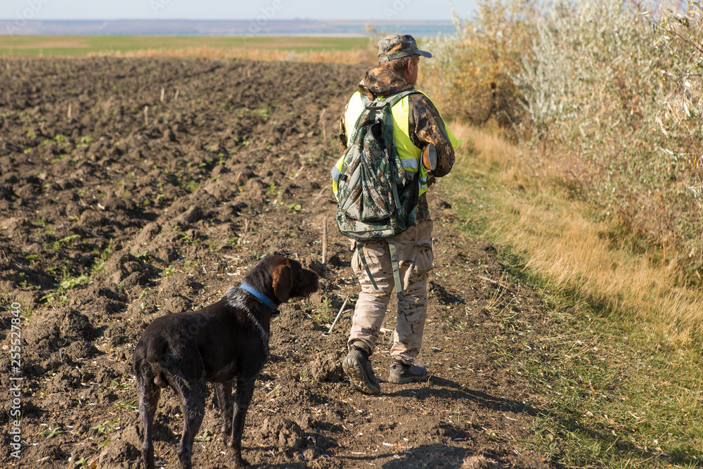 Hunters with a german drathaar and spaniel, pigeon hunting with dogs in reflective vests Hunters with a german drathaar and spaniel, pigeon hunting with dogs in reflective vests