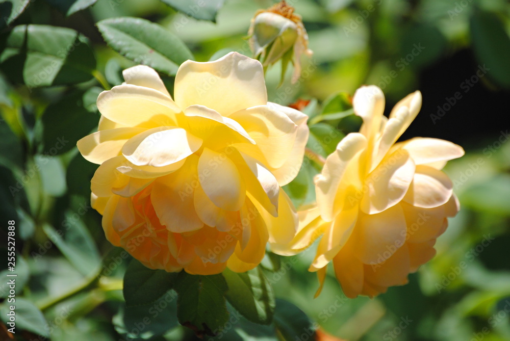 Fototapeta premium Roses jaunes