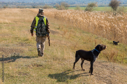 Hunters with a german drathaar and spaniel, pigeon hunting with dogs in reflective vests © Mountains Hunter