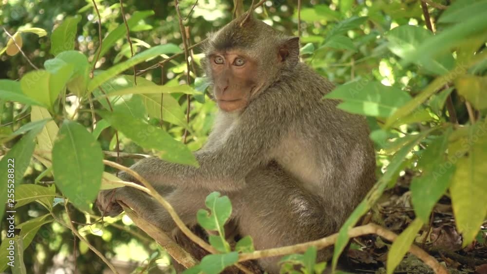 SLOW MOTION ANIMALS. Adult monkey scratching behind it's ear sitting on a tree branch in Bali, Indonesia. Tourism, travel, wildlife concept SLOW MOTION ANIMALS. Adult monkey scratching behind it's ear sitting on a tree branch in Bali, Indonesia. Tourism, travel, wildlife concept