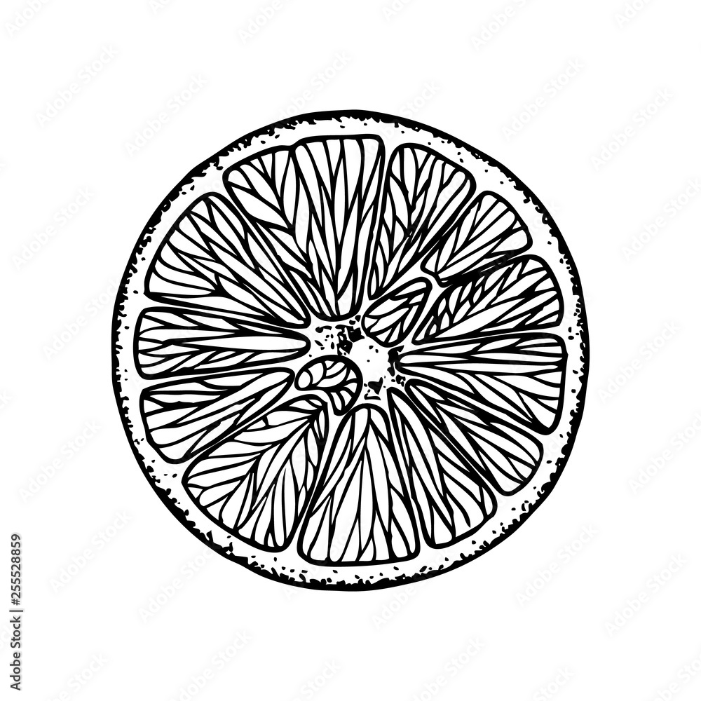 Fruit illustration with Orange slice in engraving stile. Sweet and fresh fruit element for menu, greeting cards, wrapping paper, cosmetics packaging, labels, tags, posters etc