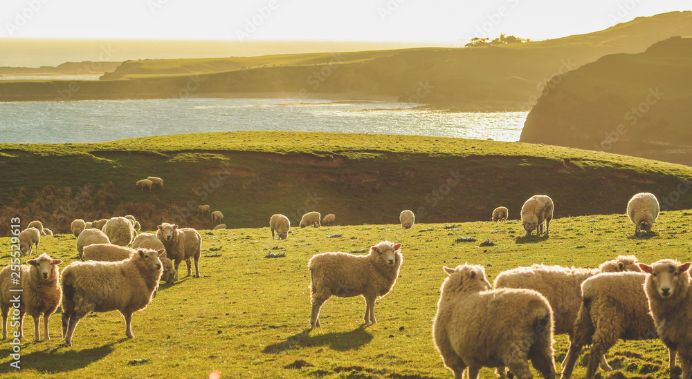 Fototapeta premium sheep on a green field at Slope Point during sunset, South Island, New Zealand