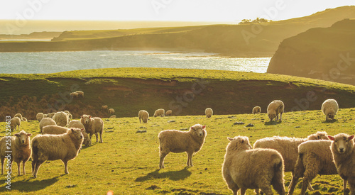 sheep on a green field at Slope Point during sunset, South Island, New Zealand photo
