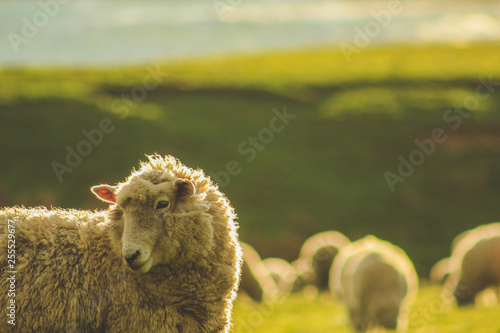 sheep on a green field at Slope Point during sunset, South Island, New Zealand