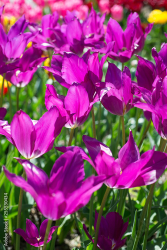 Tulip  Tulipa  Purple Dream 