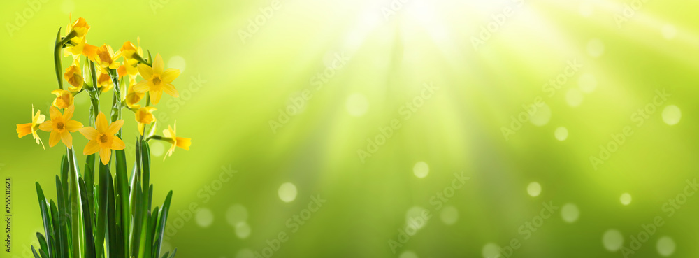 Obraz premium osterglocken panorama abstrakter hintergrund