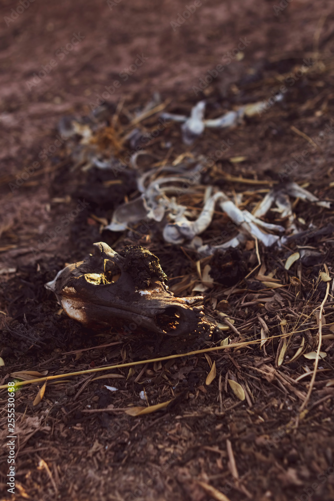 Side view of animal skeleton on dry earth. Side view of animal skeleton on dry earth.