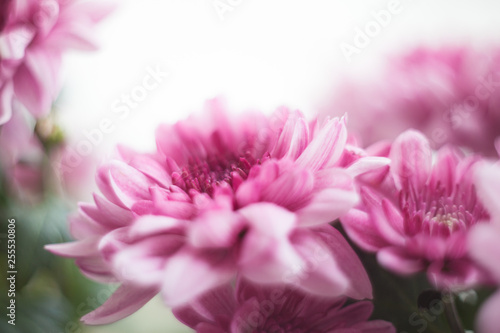 chrysanthemum pink photo