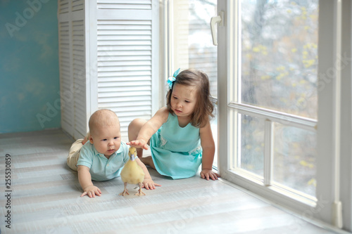 little sister in a blue dress and a bow in her hair and brother play at the window with a small yellow duckling