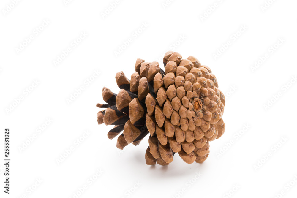 Christmas pine cone on white background.