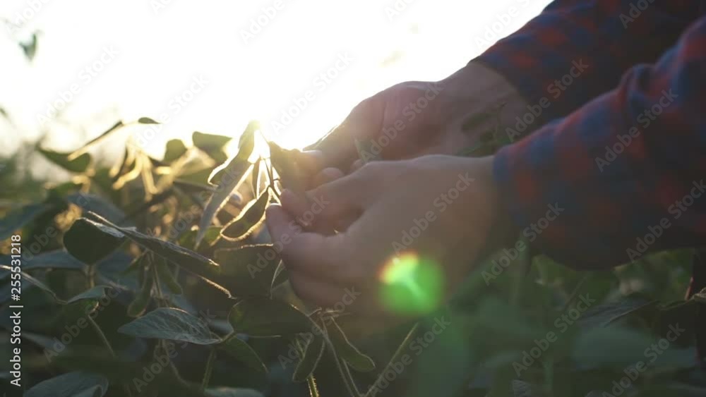 Green leaves of soy bean in hand. Slow motion