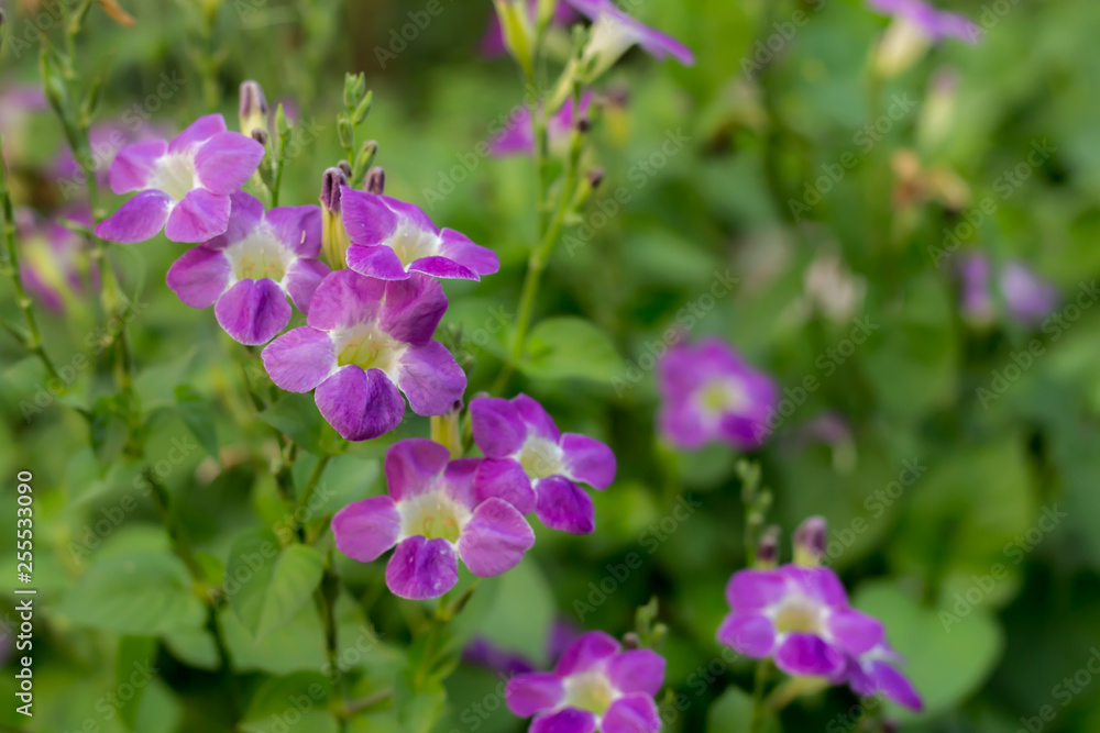 Beautiful Blooming Close up Flower Thailand in the garden.