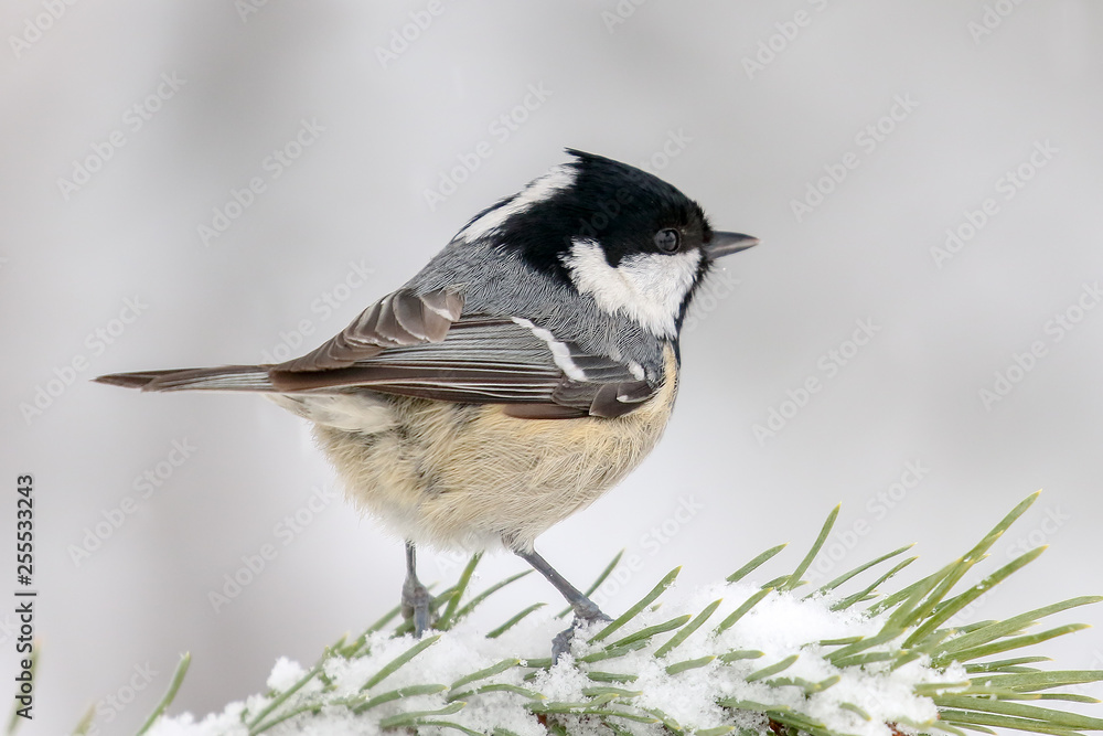 Obraz premium coal tit in the tree