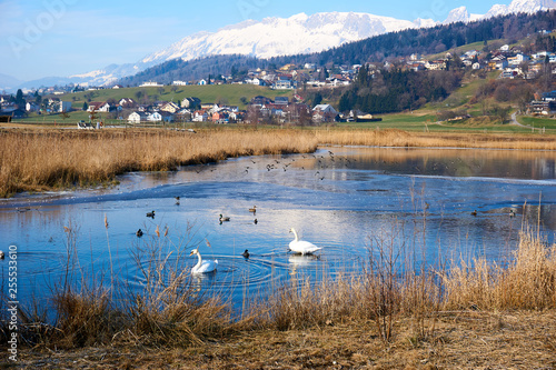 swan in sea mountain with snow in background photo