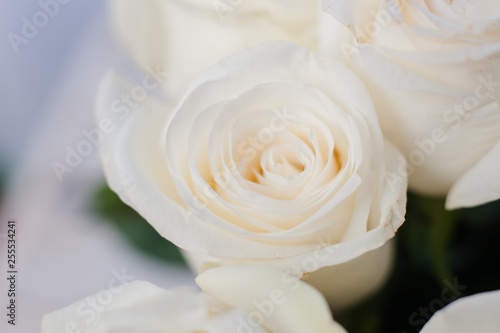 white roses close-up