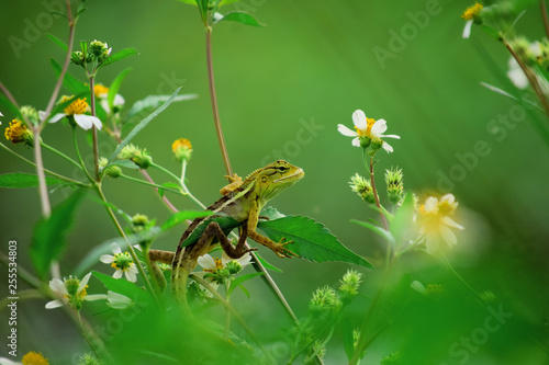chameleon - among the flowers there is a reptile that is camouflage, wild chameleon © Eksapedia