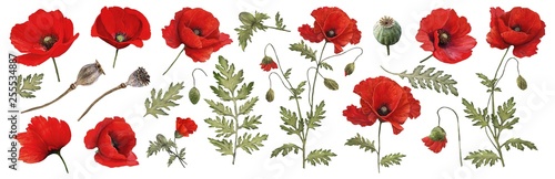 Red poppy. Watercolor. Botanical collection of garden and wild plants. Set: leaves, flowers, twigs,poppies, buds.