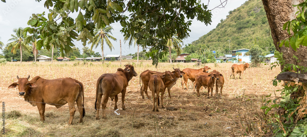 Obraz premium Herd of long eared cattle in Thailand