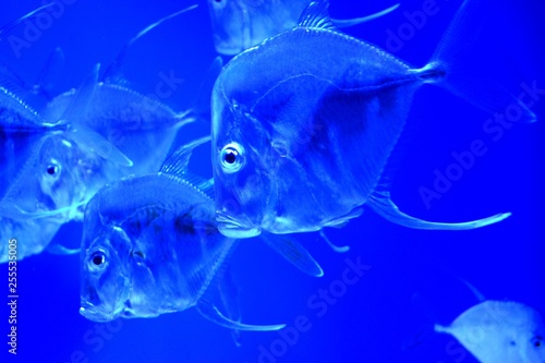 The lookdown (Selene vomer) fish is similar to the Atlantic moonfish, it can be distinguished by its dorsal and anal fins, the second ray on each fin being many times longer than the surrounding rays. photo