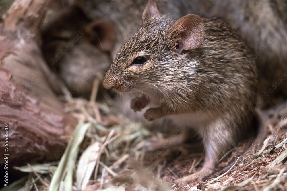 Small mouse - Neumann's grass rat (arvicanthis neumanni). Small mouse - Neumann's grass rat (arvicanthis neumanni).