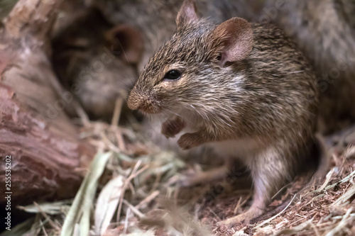 Small mouse - Neumann's grass rat (arvicanthis neumanni).
