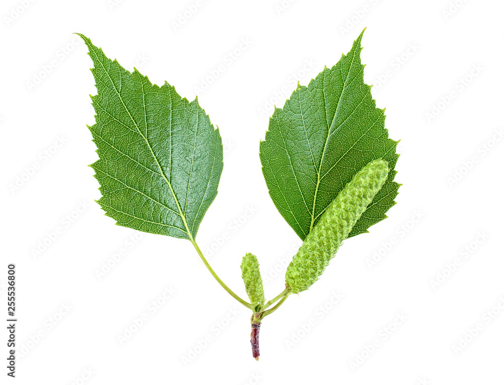 Fototapeta premium Young branch of birch with buds and leaves, isolated on a white background.