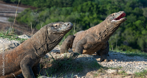 The Komodo dragon with opened a mouth. Biggest living lizard in the world. Scientific name  Varanus komodoensis. Natural habitat  Island Rinca. Indonesia.