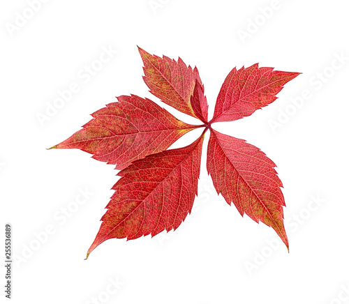 Red autumn leaf isolated on white background. Grape leaf.