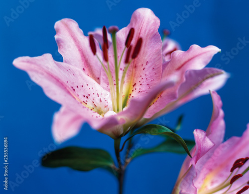 Pink lily flower