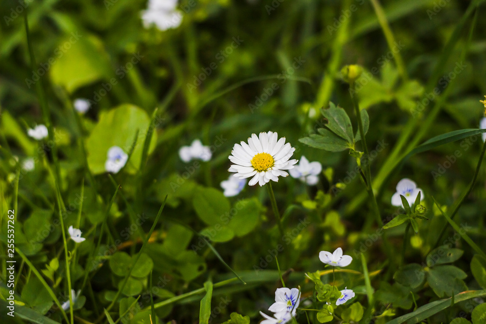 blossoming chamomiles and creeping speedwell flowers blossoming chamomiles and creeping speedwell flowers
