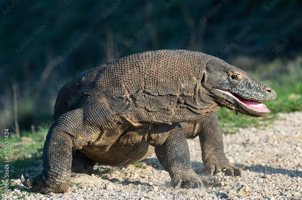 Obraz premium The Komodo dragon with opened a mouth. Biggest living lizard in the world. Scientific name: Varanus komodoensis. Natural habitat, Island Rinca. Indonesia.