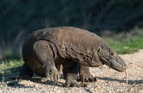 Komodo dragon, scientific name: Varanus komodoensis. Indonesia.